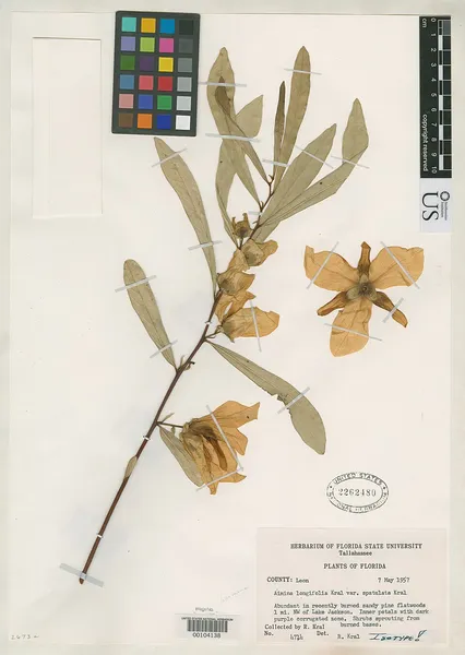 Asimina spatulata