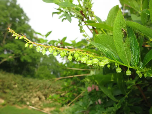 Eubotryoides