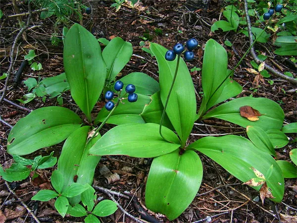 Clintonia
