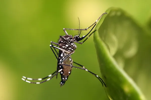 2024 dengue epidemic in Argentina