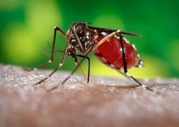 2024 dengue outbreak in Latin America and the Caribbean