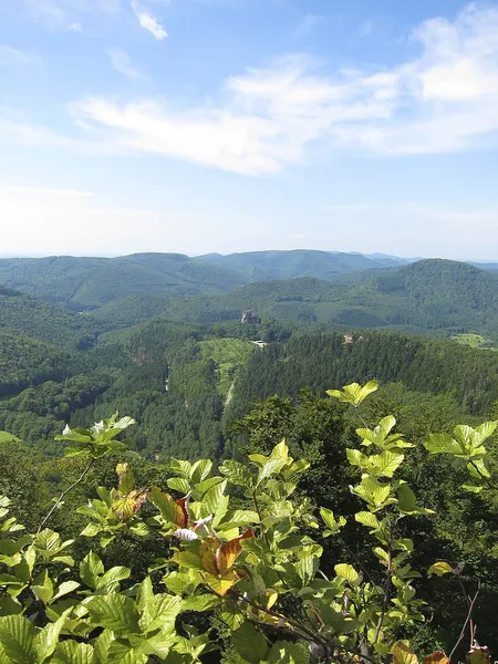Flora of the Vosges massif