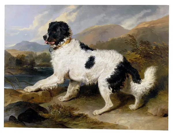 Lion, a Newfoundland Dog