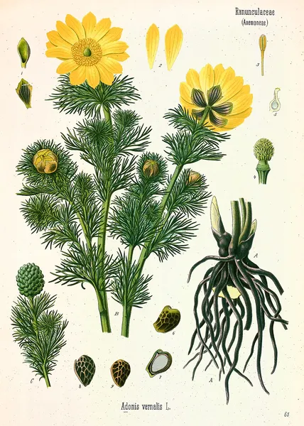 Adonis (plant)