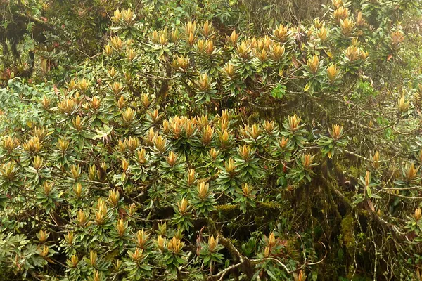 Andea