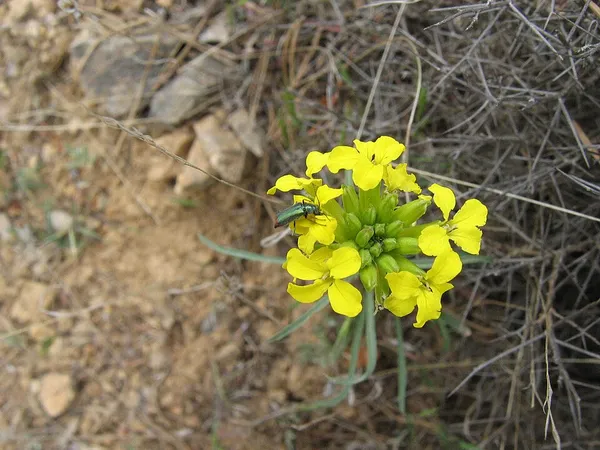 Erysimum nevadense