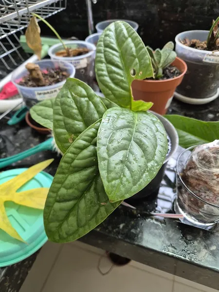 Anthurium radicans
