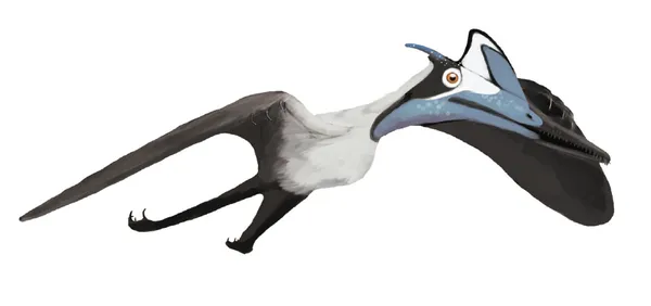 Anatomy of pterosaurs
