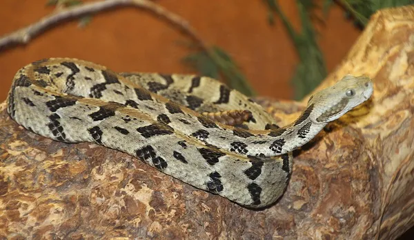 Crotalus