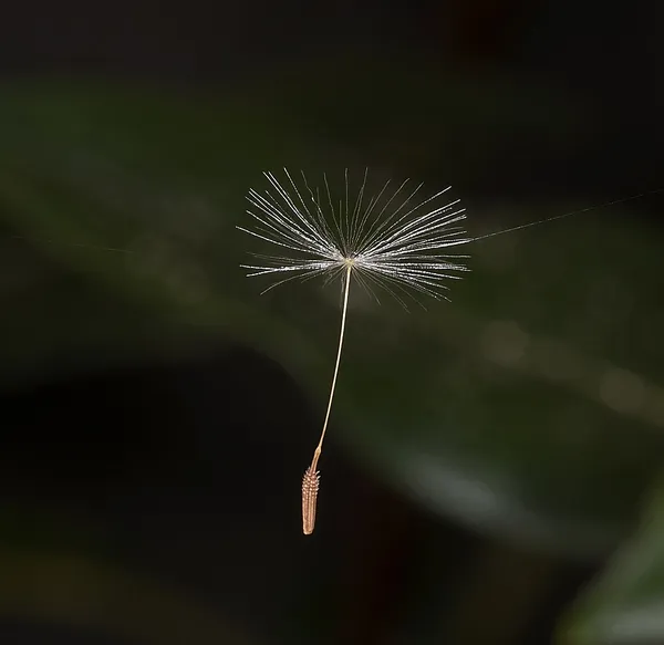 Biological dispersal