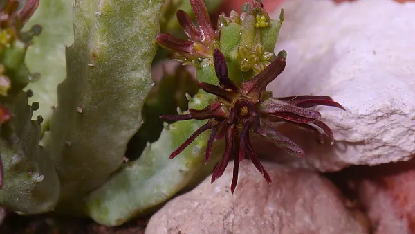 Apteranthes munbyana