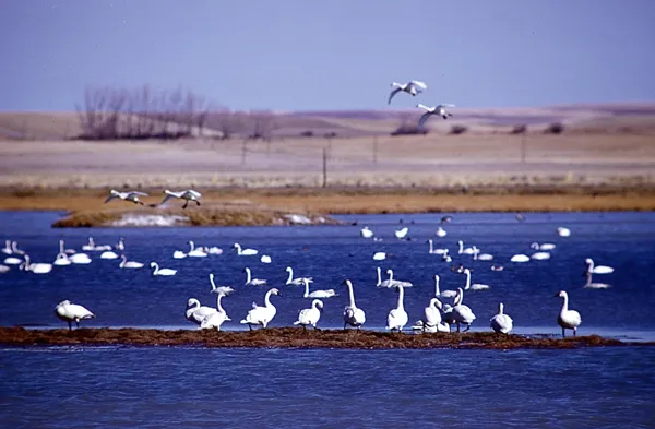 Freezeout Lake