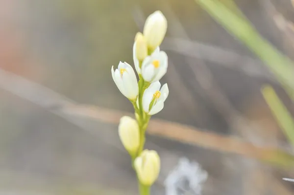 Harperocallis schomburgkiana