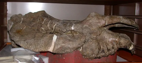 Eubrontotherium