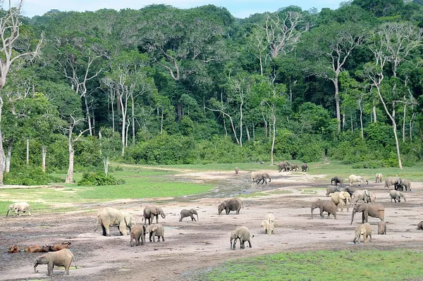 Dzanga Bai