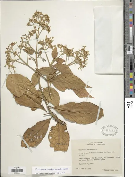 Cinchona barbacoensis