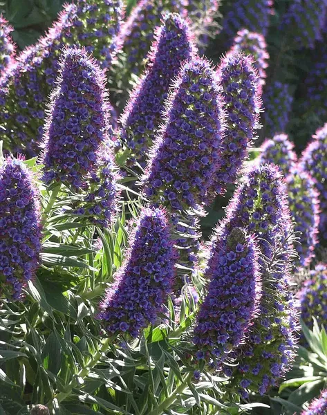 Echium candicans
