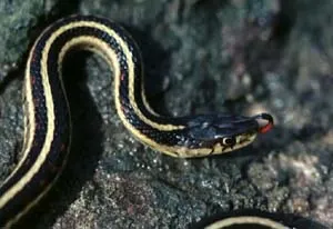 Herping