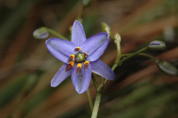 Dianella (plant)