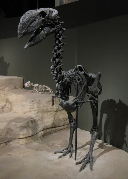 Gastornis