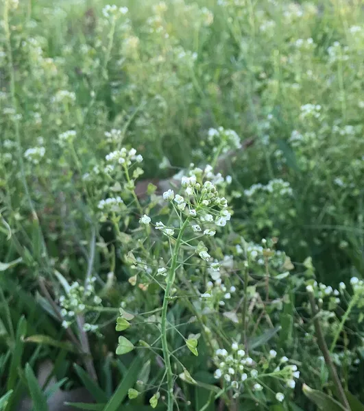 Capsella (plant)