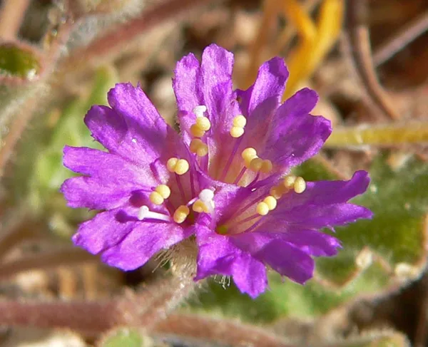 Allionia incarnata