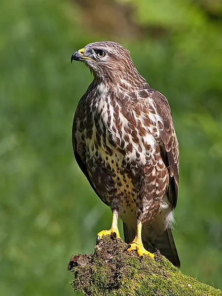 Accipitridae