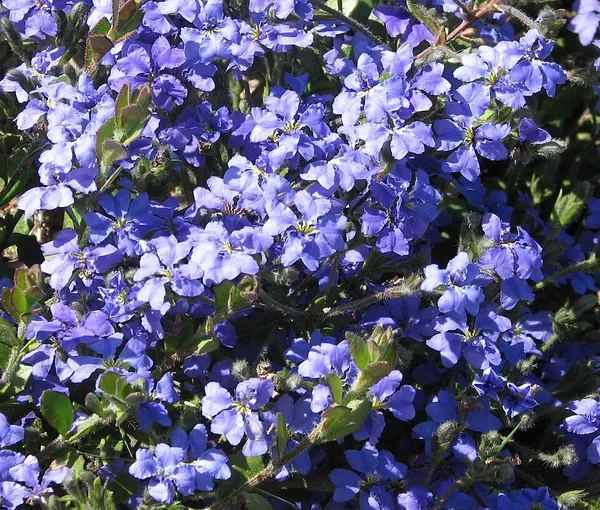 Dampiera