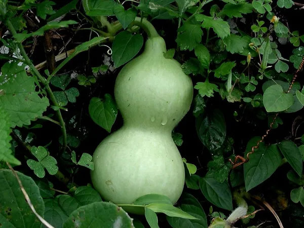 Calabash