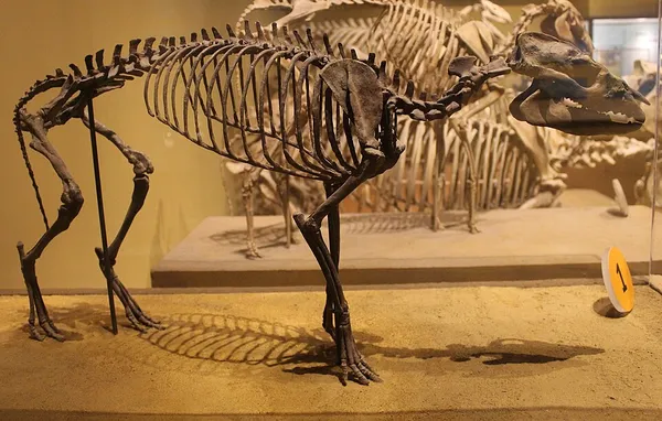 Hyracotherium
