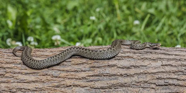 Adder