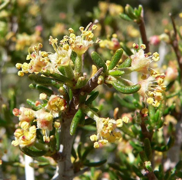 Cercocarpus