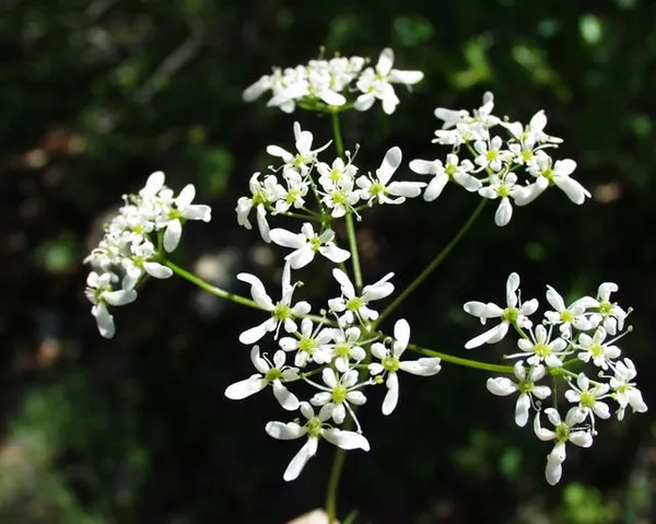 Bifora (plant)