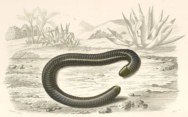 Caeciliidae