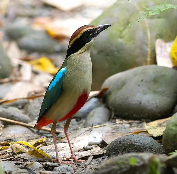Fairy pitta