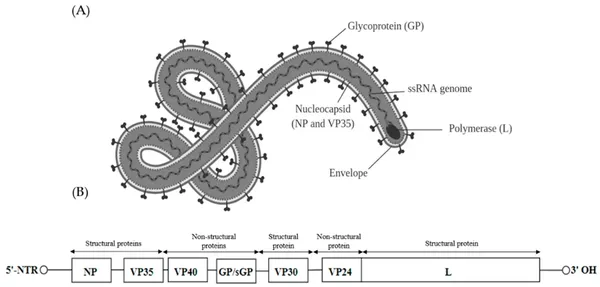 Ebolavirus