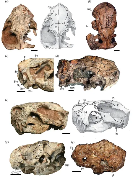 Euchambersia