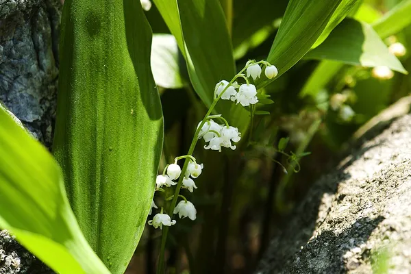 Convallaria
