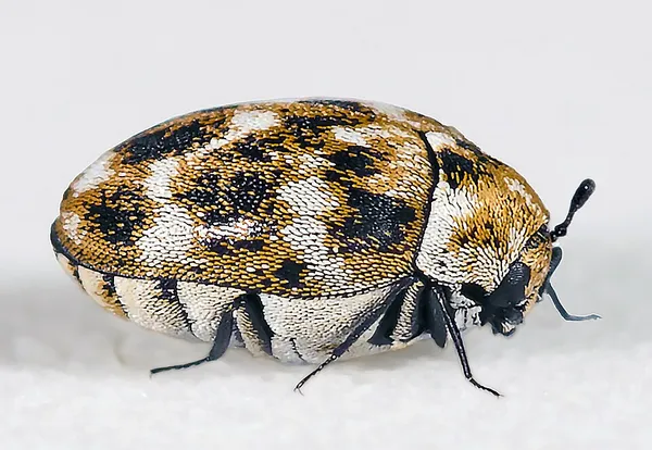 Dermestidae